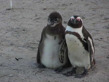 South African Penguins